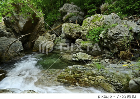 秩父の日野沢川の岩に咲くユキノシタ 秩父の日野沢川の岩に咲くユキノシタ 77559982