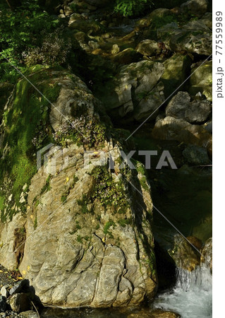 秩父の日野沢川の岩に咲くユキノシタ 秩父の日野沢川の岩に咲くユキノシタ 77559989
