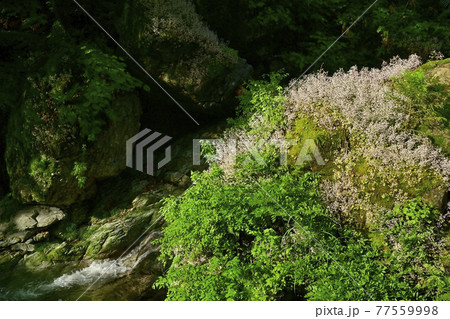 秩父の日野沢川の岩に咲くユキノシタ 秩父の日野沢川の岩に咲くユキノシタ 77559998