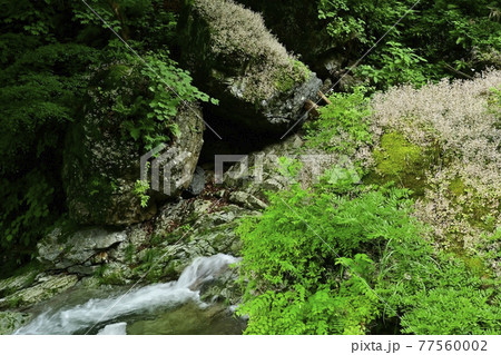 秩父の日野沢川の岩に咲くユキノシタ 秩父の日野沢川の岩に咲くユキノシタ 77560002