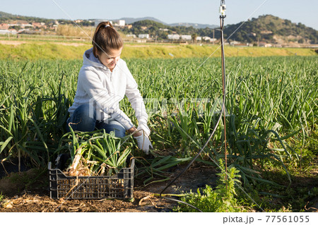 Female farmer puts onion in plastic box for sale in the market Female farmer puts onion in plastic box for sale in the market 77561055