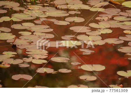 黒沢湿原の池に映るオンツツジの花 黒沢湿原の池に映るオンツツジの花 77561309