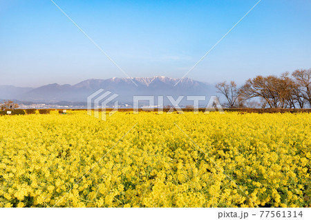 滋賀県守山市 第一なぎさ公園の菜の花と比良山 滋賀県守山市 第一なぎさ公園の菜の花と比良山 77561314