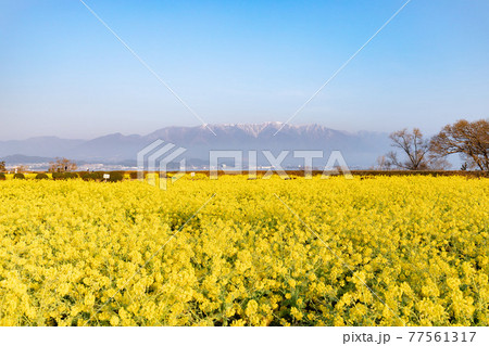 滋賀県守山市　第一なぎさ公園の菜の花と比良山 77561317