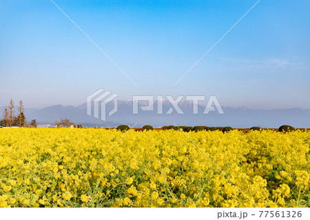 滋賀県守山市　第一なぎさ公園の菜の花と比良山 77561326