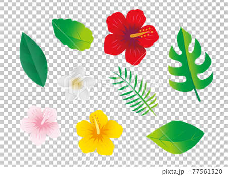 熱帶亞熱帶植物花卉 熱帶亞熱帶植物花卉 77561520