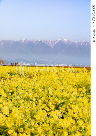 滋賀県守山市　第一なぎさ公園の菜の花と比良山 77561836