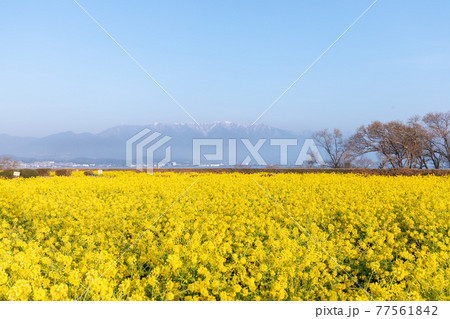滋賀県守山市　第一なぎさ公園の菜の花と比良山 77561842