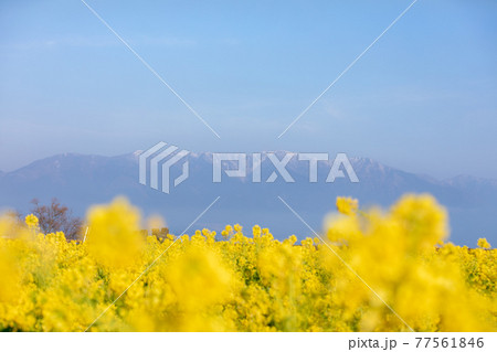 滋賀県守山市　第一なぎさ公園の菜の花と比良山 77561846
