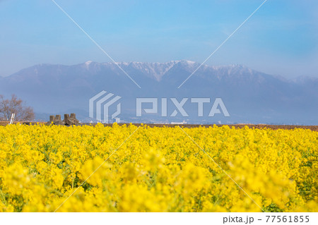 滋賀県守山市 第一なぎさ公園の菜の花と比良山 滋賀県守山市 第一なぎさ公園の菜の花と比良山 77561855