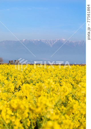 滋賀県守山市　第一なぎさ公園の菜の花と比良山 77561864