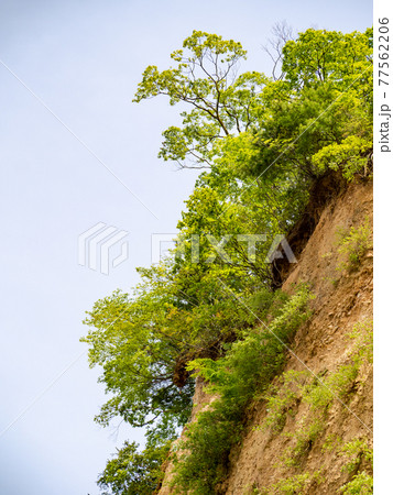 多摩の春景色　あきる野の六枚屏風岩　 77562206