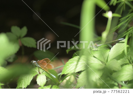 カワトンボ　鎌倉　台峯緑地　 77562221