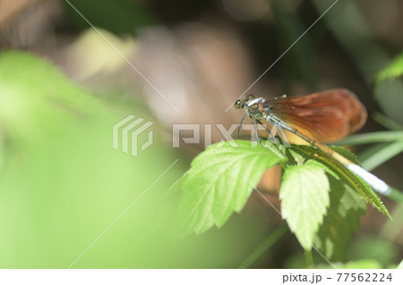 カワトンボ　鎌倉　台峯緑地　 77562224