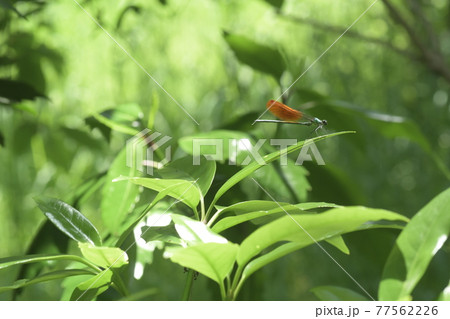 カワトンボ　鎌倉　台峯緑地　 77562226