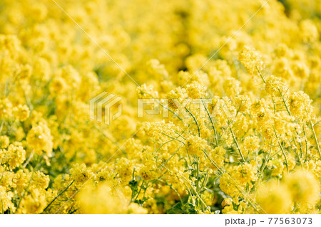 一面の菜の花畑　アップ 77563073