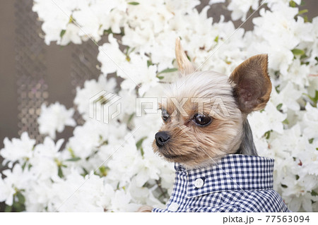 白いツツジとヨークシャテリアのぽん太 77563094