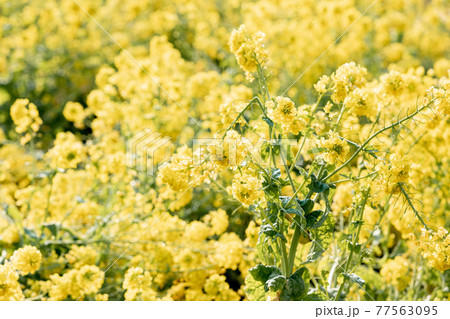 一面の菜の花畑　アップ 77563095