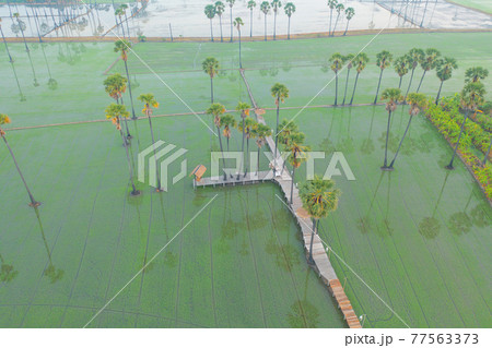 Aerial view of Dong Tan trees in green rice field in national park at sunset in Sam Khok district in rural area, Pathum Thani, Thailand. Nature landscape tourist attraction in travel trip concept. Aerial view of Dong Tan trees in green rice field in national park at sunset in Sam Khok district in rural area, Pathum Thani, Thailand. Nature landscape tourist attraction in travel trip concept. 77563373