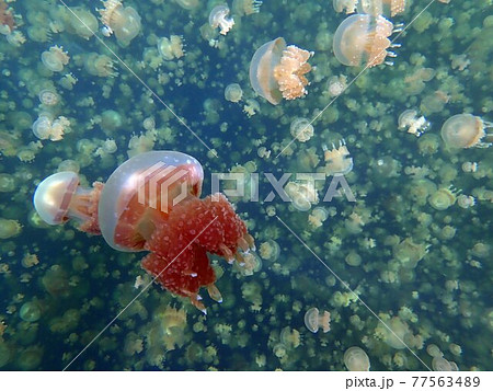タコクラゲ タコクラゲ 77563489