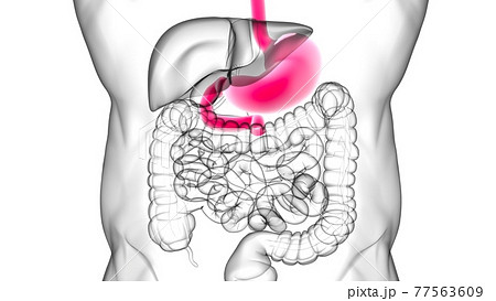 Stomach Anatomy Human Digestive System For Medical Concept 3D Rendering 77563609