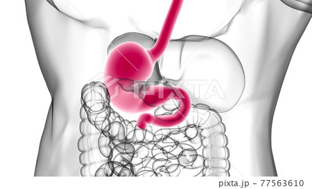 Stomach Anatomy Human Digestive System For Medical Concept 3D Rendering 77563610