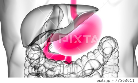 Stomach Anatomy Human Digestive System For Medical Concept 3D Rendering 77563611