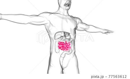 Small Intestine 3D Illustration Human Digestive System Anatomy 77563612