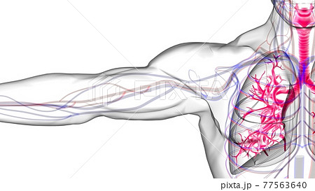 Lungs Human Respiratory System Anatomy For Medical Concept 3D Rendering Lungs Human Respiratory System Anatomy For Medical Concept 3D Rendering 77563640
