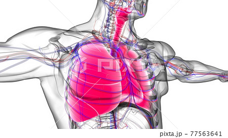 Lungs Human Respiratory System Anatomy For Medical Concept 3D Rendering Lungs Human Respiratory System Anatomy For Medical Concept 3D Rendering 77563641