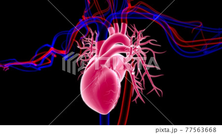 Human Heart Anatomy For Medical Concept 3D Rendering Human Heart Anatomy For Medical Concept 3D Rendering 77563668