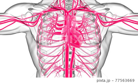 Human Heart With Circulatory System Anatomy For Medical Concept 3D Rendering 77563669