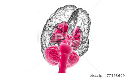 Human Brain inner parts Anatomy For Medical Concept 3D Rendering 77563699