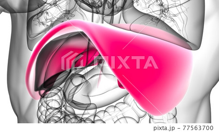 Diaphragm Human Respiratory System Anatomy For Medical Concept 3D Rendering 77563700