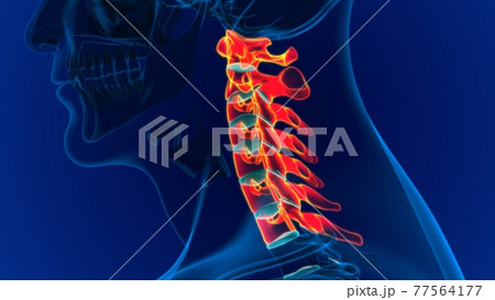 Human Skeleton Vertebral Column Cervical Vertebrae Anatomy 3D Human Skeleton Vertebral Column Cervical Vertebrae Anatomy 3D 77564177