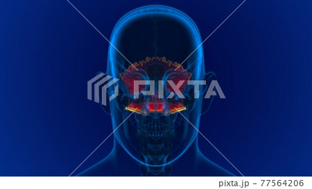 Human Skeleton Skull Occipital Bone Anatomy For Medical Concept 77564206