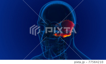 Human Skeleton Skull Occipital Bone Anatomy For Medical Concept Human Skeleton Skull Occipital Bone Anatomy For Medical Concept 77564210