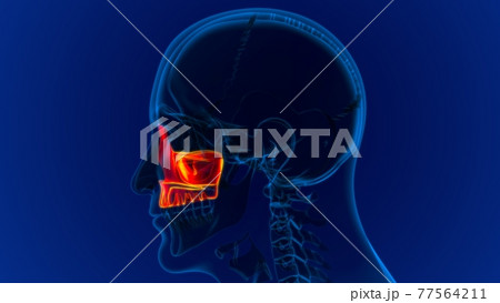 Human Skeleton Skull Maxillal Bone Anatomy For Medical Concept Human Skeleton Skull Maxillal Bone Anatomy For Medical Concept 77564211