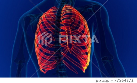 Human skeleton anatomy Rib Cage 3D Rendering Human skeleton anatomy Rib Cage 3D Rendering 77564273