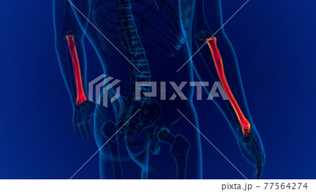 Human skeleton anatomy Radius Bone 3D Rendering Human skeleton anatomy Radius Bone 3D Rendering 77564274