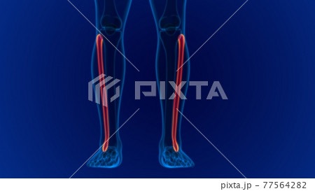 Human skeleton anatomy Fibula Bone 3D Rendering 77564282