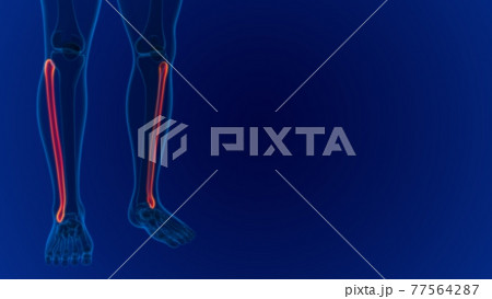 Human skeleton anatomy Fibula Bone 3D Rendering Human skeleton anatomy Fibula Bone 3D Rendering 77564287