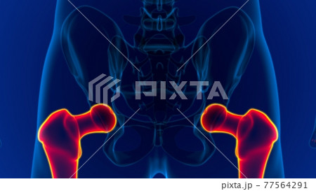 Human skeleton anatomy Femur Bone 3D Rendering Human skeleton anatomy Femur Bone 3D Rendering 77564291