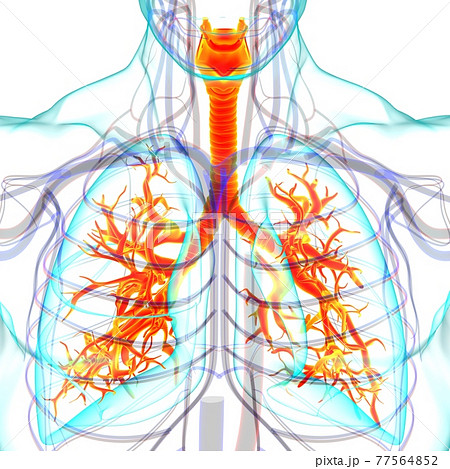 Lungs Human Respiratory System Anatomy For Medical Concept 3D Rendering Lungs Human Respiratory System Anatomy For Medical Concept 3D Rendering 77564852