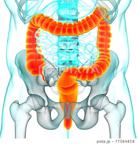 Large Intestine 3D Illustration Human Digestive System Anatomy 77564858