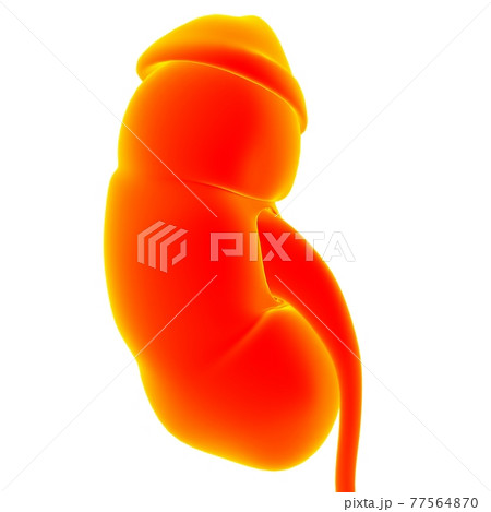 Human Urinary System Kidneys with Bladder Anatomy For Medical Concept 3D Rendering Human Urinary System Kidneys with Bladder Anatomy For Medical Concept 3D Rendering 77564870