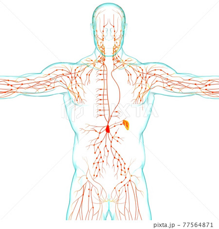 Human Lymph Nodes Anatomy For Medical Concept 3D Rendering Human Lymph Nodes Anatomy For Medical Concept 3D Rendering 77564871