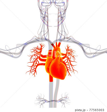 Human Heart Anatomy For Medical Concept 3D Rendering Human Heart Anatomy For Medical Concept 3D Rendering 77565003