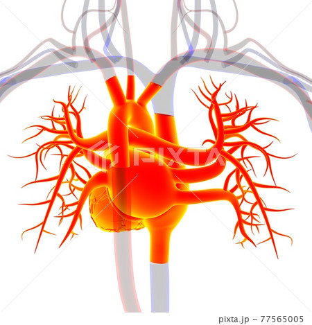 Human Heart Anatomy For Medical Concept 3D Rendering Human Heart Anatomy For Medical Concept 3D Rendering 77565005