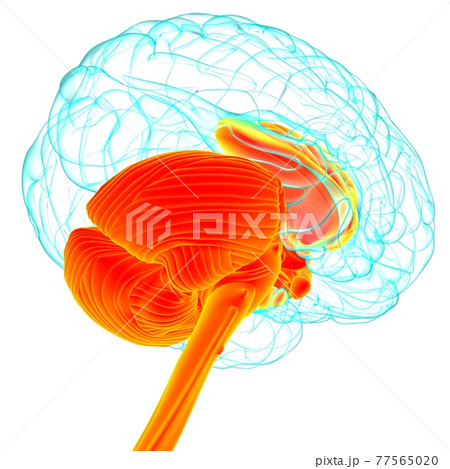 Human Brain inner parts Anatomy For Medical Concept 3D Human Brain inner parts Anatomy For Medical Concept 3D 77565020